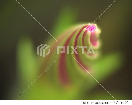 牽牛花芽 牽牛花芽 2715605