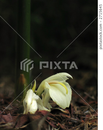  Flower of minga 2715645