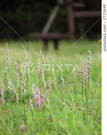 Spiranthes sinensis 2715648
