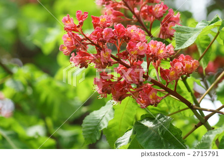 Safflower Tochigi is in full bloom Safflower Tochigi is in full bloom 2715791