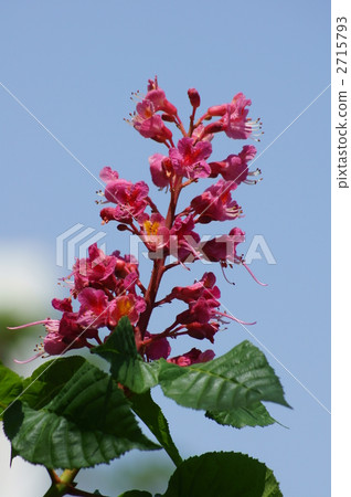 紅花栃木盛開 2715793