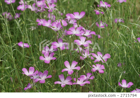 Mugi Sengen的鮮花盛開 2715794