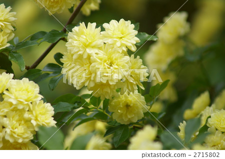 Cream wood fragrance Rose honorable fragrance Cream wood fragrance Rose honorable fragrance 2715802