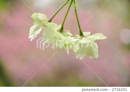 Turmeric in full bloom 2716201