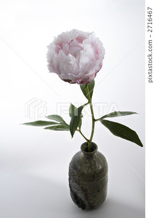 Beautiful peony and salabel 4 Beautiful peony and salabel 4 2716467