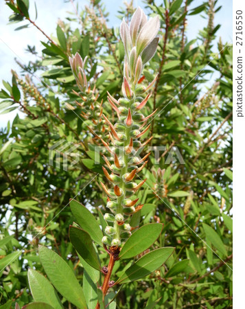 在春天開花前的Baostar樹 2716550