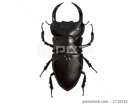 Stag beetle Stag beetle 2716581