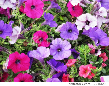 也是一種矮牽牛品種的名字 花朵 花 2716648