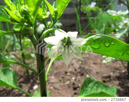 Shishito的花 Shishito的花 2716667