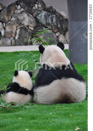 母親和孩子熊貓 母親和孩子熊貓 2716683
