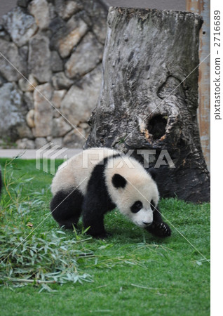 小吊墜小熊貓 小吊墜小熊貓 2716689