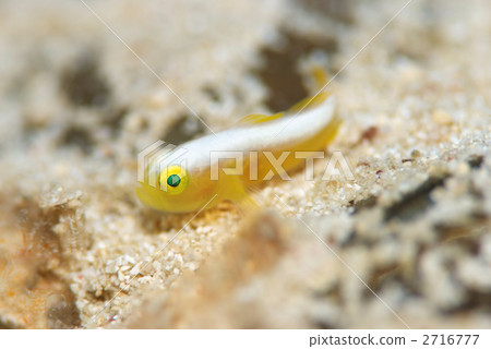 Nakamoto Irowake goby Nakamoto Irowake goby 2716777