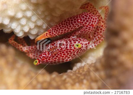 Okahagoshi珊瑚蟹 2716783