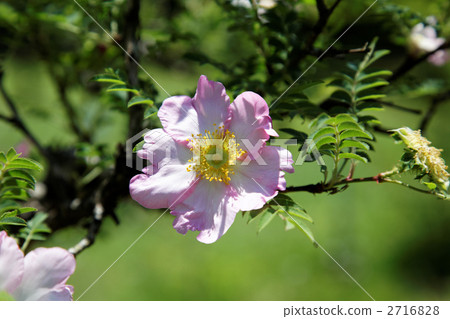 Thin pink salamanders and young leaves 2716828