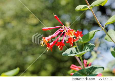 Dark Orange Tsukinku Nindo Flower 2716829