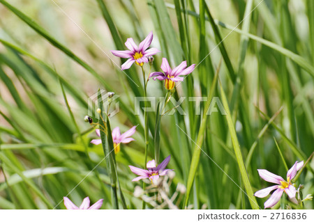 淡紫紅色的花朵 淡紫紅色的花朵 2716836