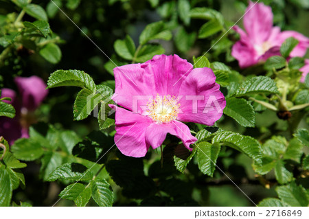 Dark pink colored flower and young leaves Dark pink colored flower and young leaves 2716849
