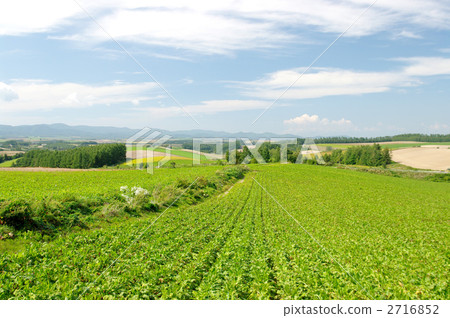 Biei Biei 2716852