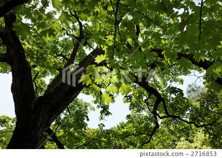 Young leaves and fresh green rustling trees Young leaves and fresh green rustling trees 2716853