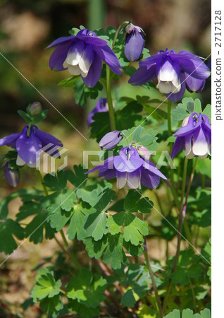 Odamaki草 Odamaki草 2717128