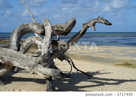 Driftwood of the coast (Australia · Green Island) Driftwood of the coast (Australia · Green Island) 2717495