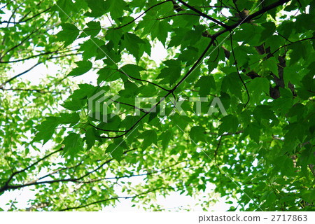 Tree · Hananochi (Maple family) 2717863