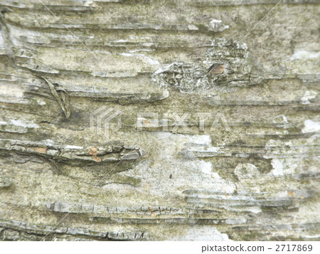 White birch texture 2717869