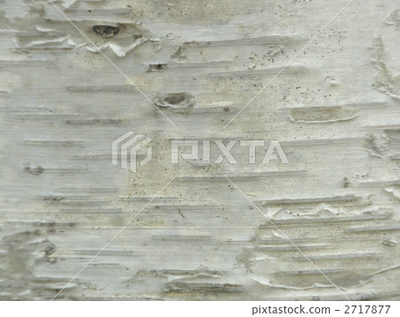 White birch texture 2717877