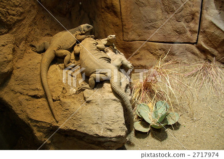 Angel Island chuckwalla, reptile, here and there 2717974