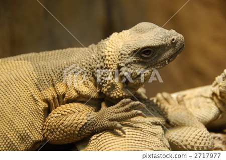 零星分散地 光點圖形 圓山動物園 2717977