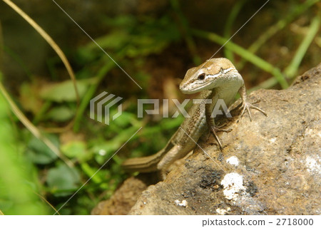 蜥蜴 蝎虎天體 爬行動物 2718000