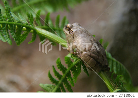 兩棲的 一隻兩棲動物 青蛙 2718001