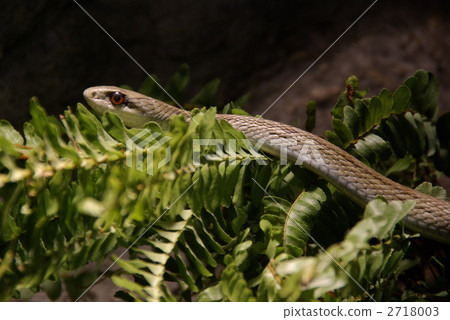 japanese rat snake, reptile, snake 2718003