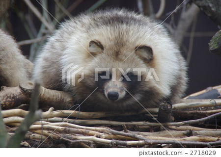貉 貉屬 動物 2718029