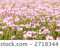 Astragalus field (1) 2718344