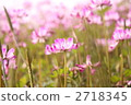 Astragalus field (2) 2718345