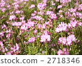 Lotus and Honey Bees (1) 2718346