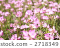 Renka and honey bees (3) 2718349