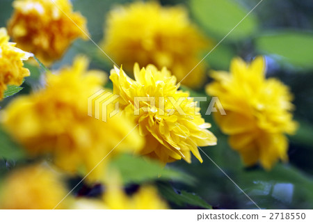 Yae Yamabuki 2718550