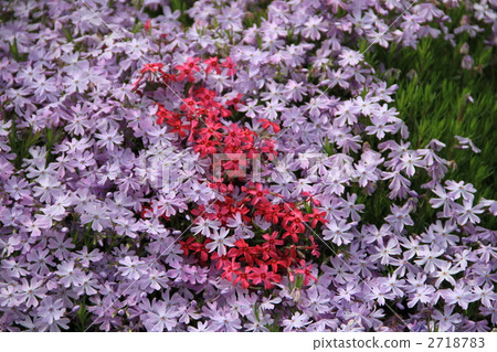 Moss phlox  2718783
