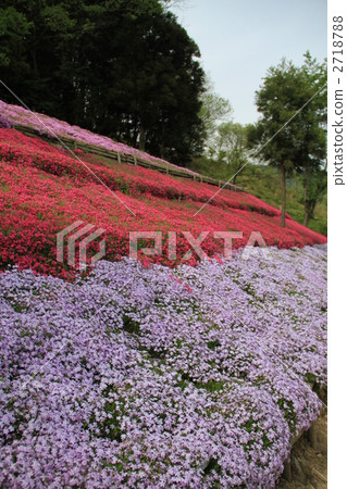 Moss phlox  2718788