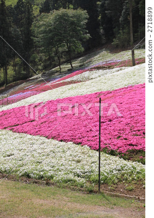 Moss phlox Moss phlox 2718899