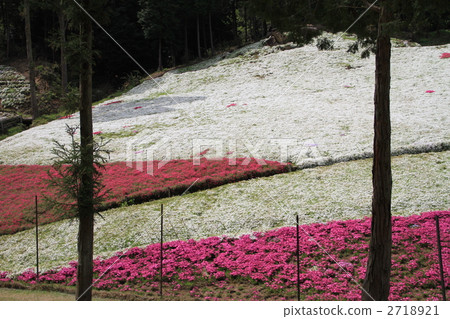 Moss phlox Moss phlox 2718921