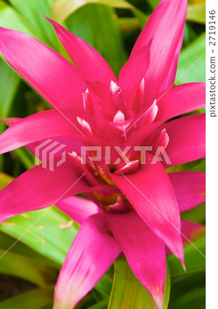 ananas, guzmania, bloom 2719146