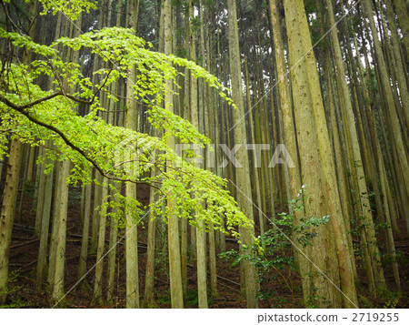 Kyoto Ohara Kitayama cedar 2719255