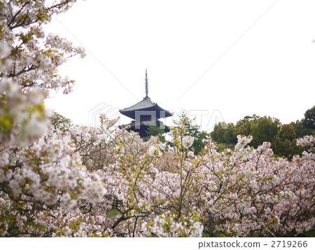 Kyoto World Heritage Ninna-ji Temple Oimuro Sakura and five-storied pagoda 2719266
