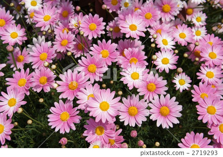 Margaret Slash Pink 2719293