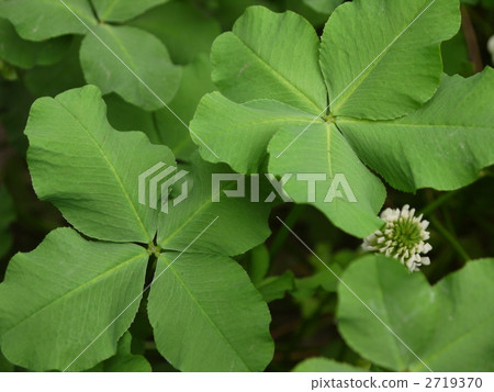 Shiroba & Five Leaves 2719370