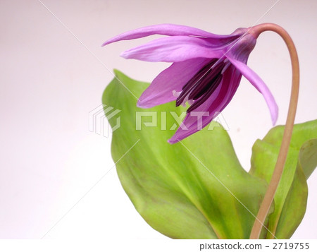 Katakuri flowers 2719755