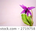 Katakuri flowers 2719758